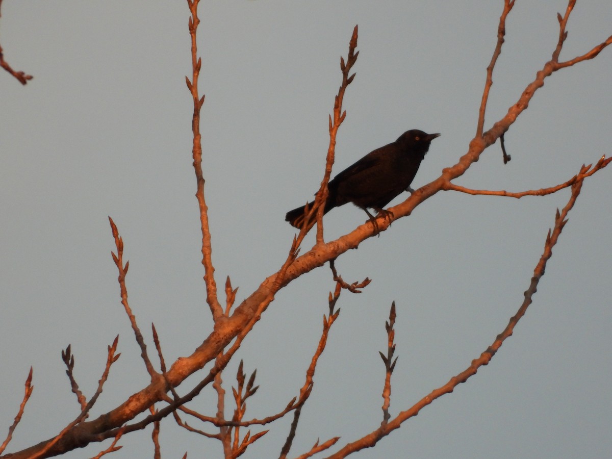 Rusty Blackbird - ML628763135