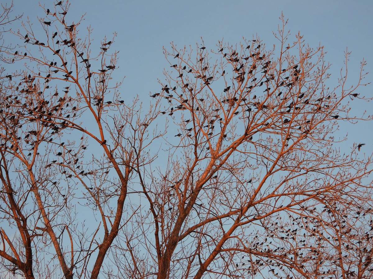 Common Grackle - ML628763141