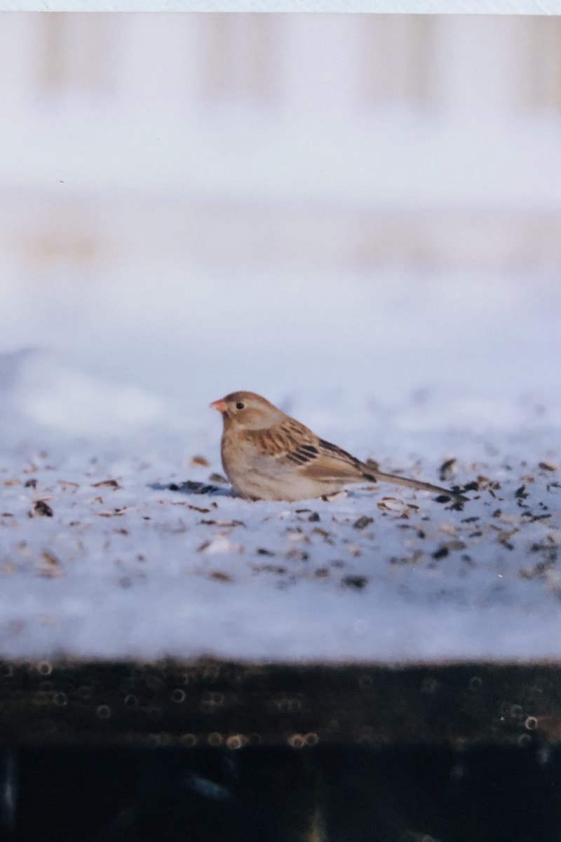Field Sparrow - ML628763306