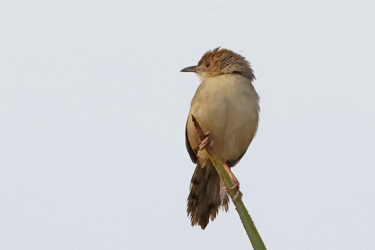 Bubbling Cisticola - ML628763368