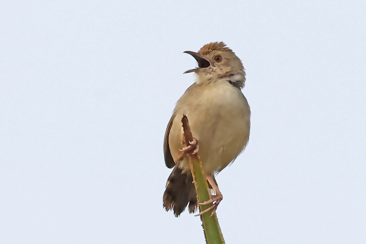 Bubbling Cisticola - ML628763373