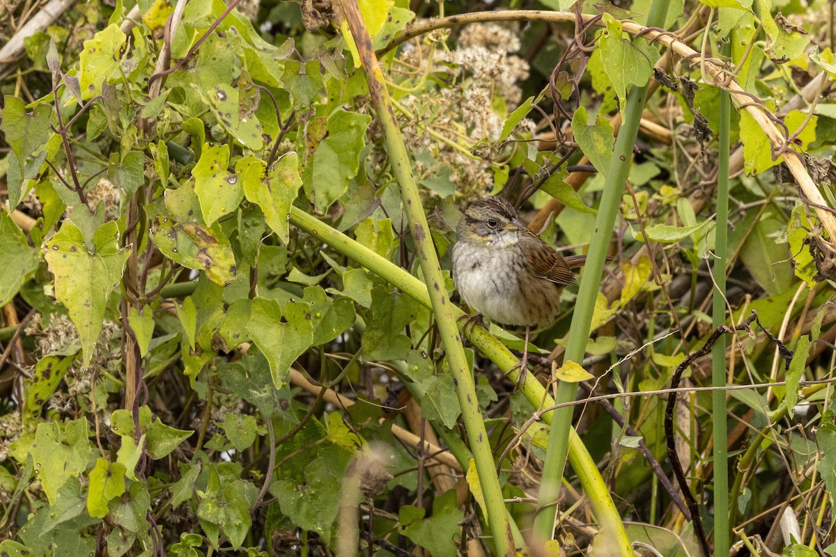 Swamp Sparrow - ML628763627