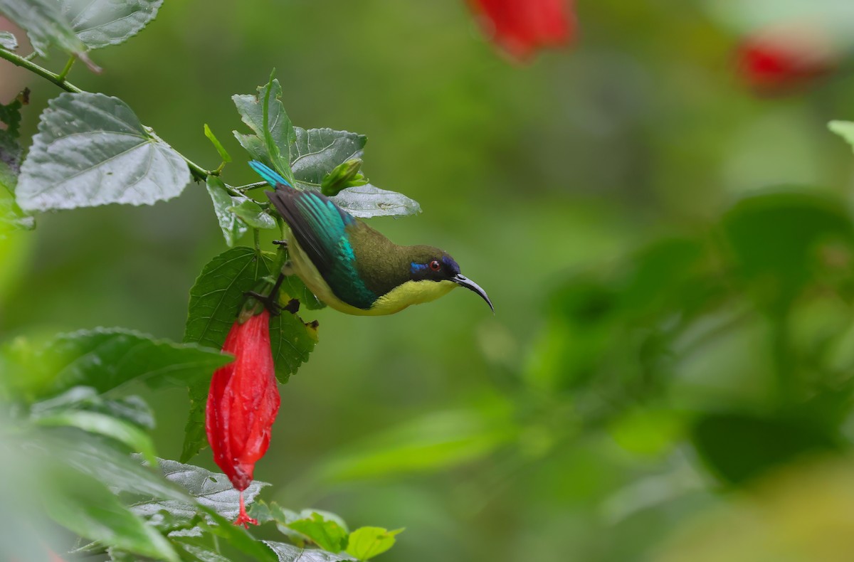 Metallic-winged Sunbird (Luzon) - ML628763733
