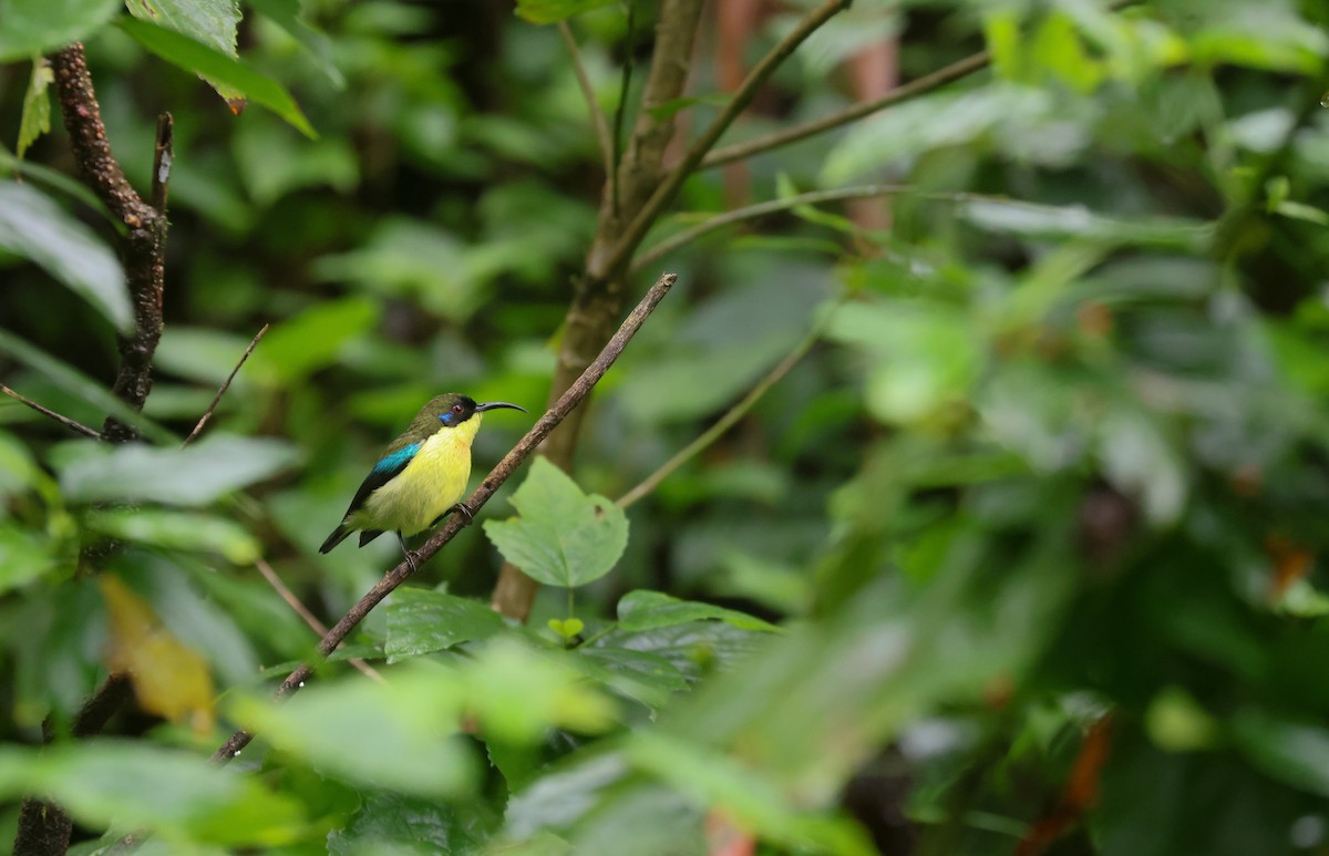 Metallic-winged Sunbird (Luzon) - ML628763739