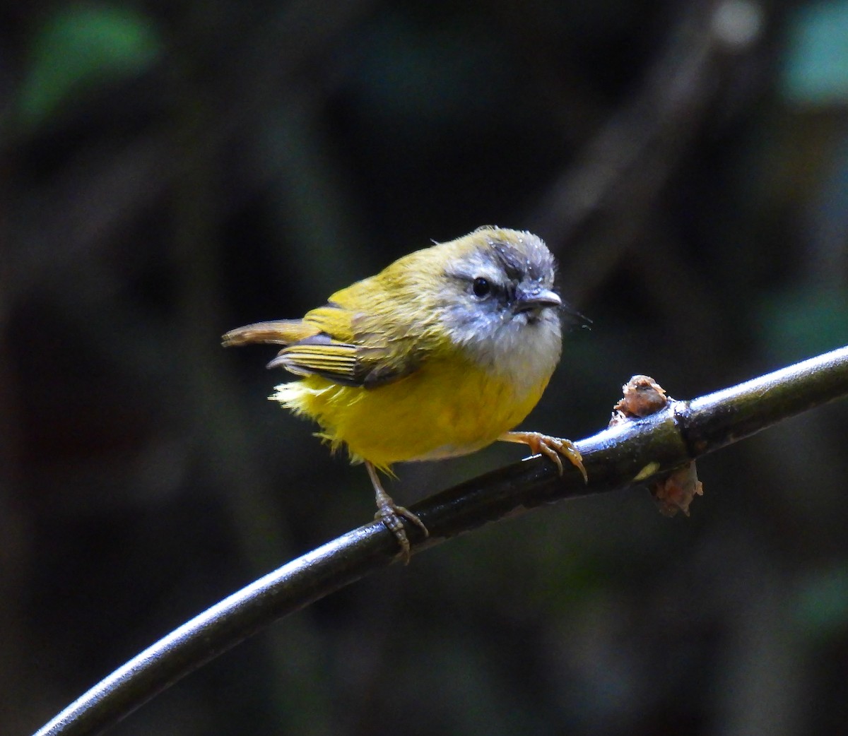 Yellow-bellied Warbler - ML628763743