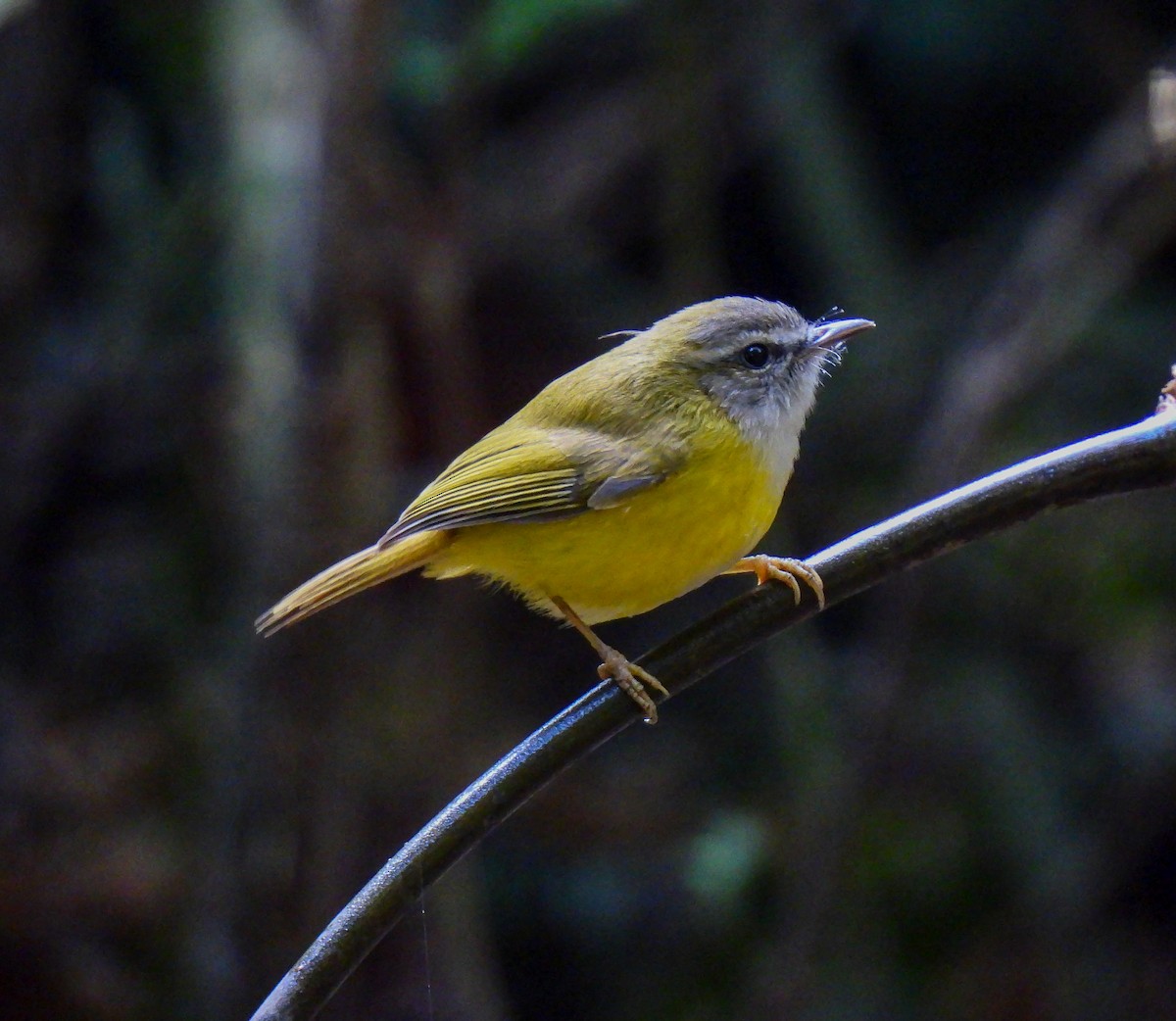 Yellow-bellied Warbler - ML628763744