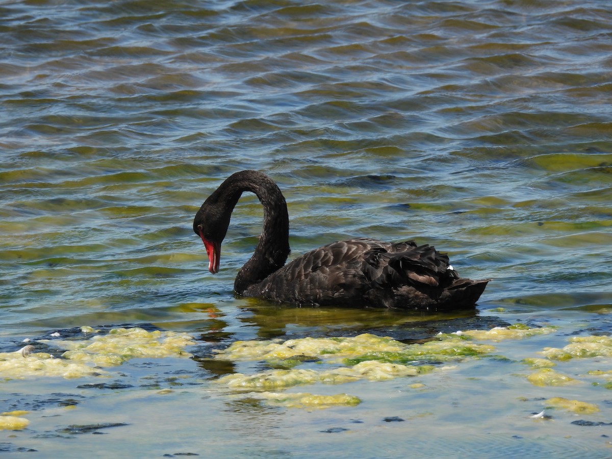 Black Swan - Caroline MacDonald