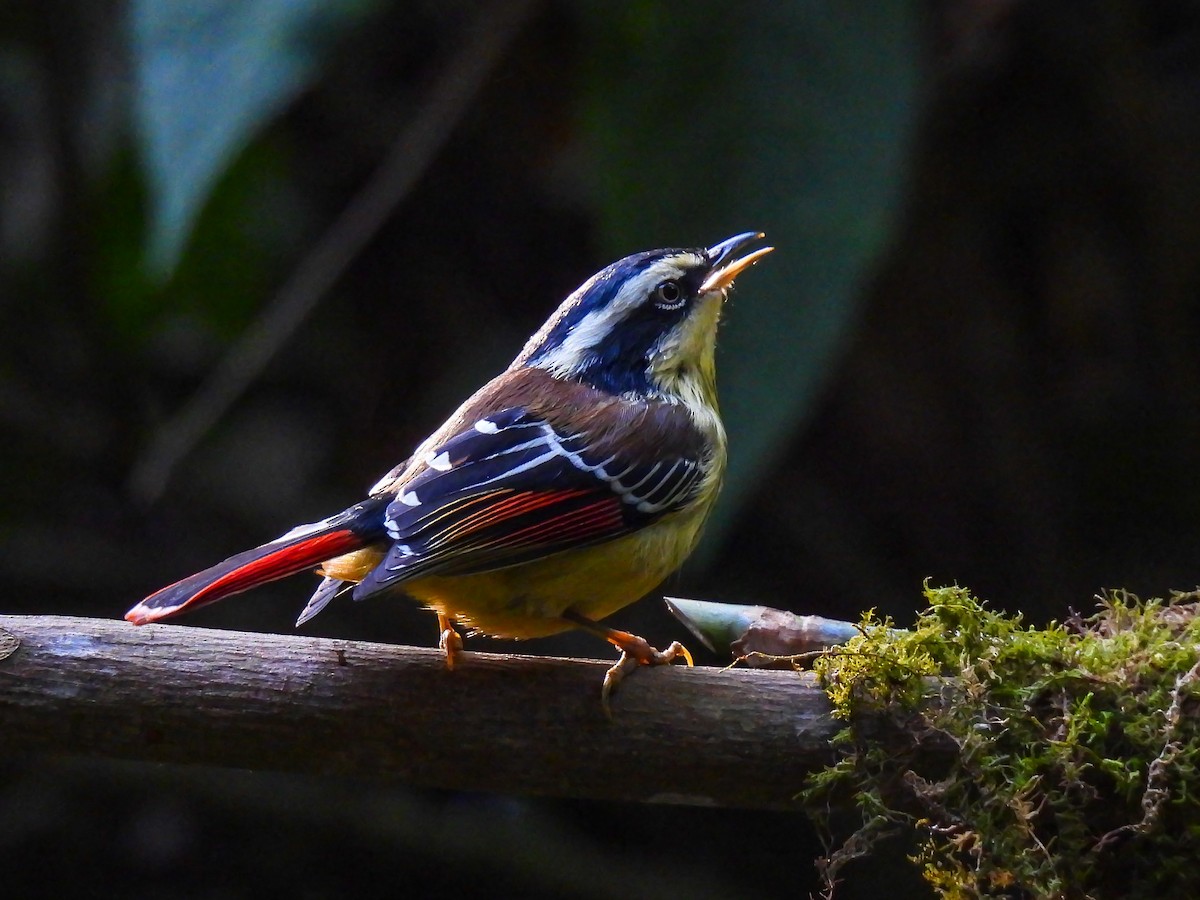 Red-tailed Minla - ML628763788