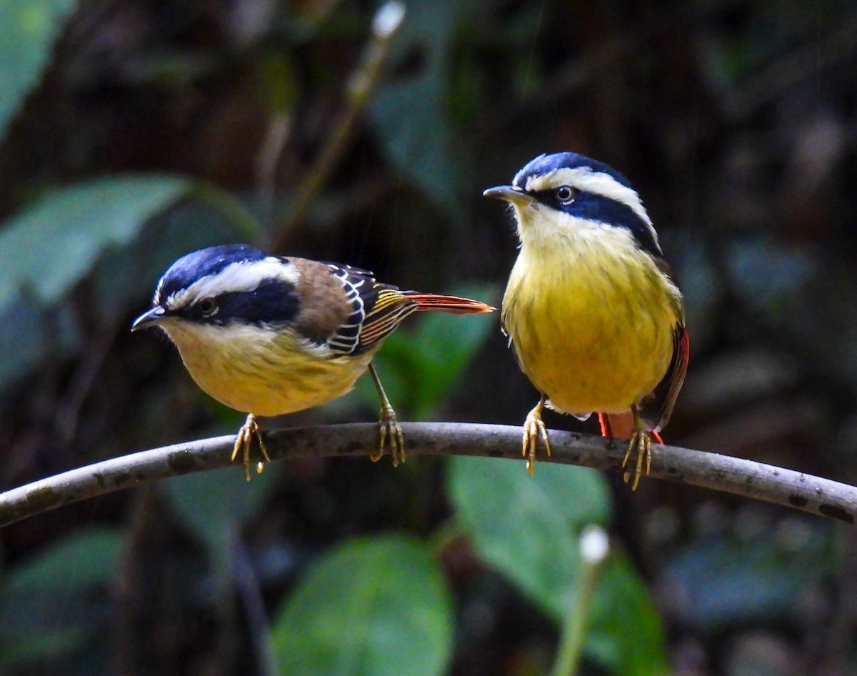 Red-tailed Minla - ML628763789