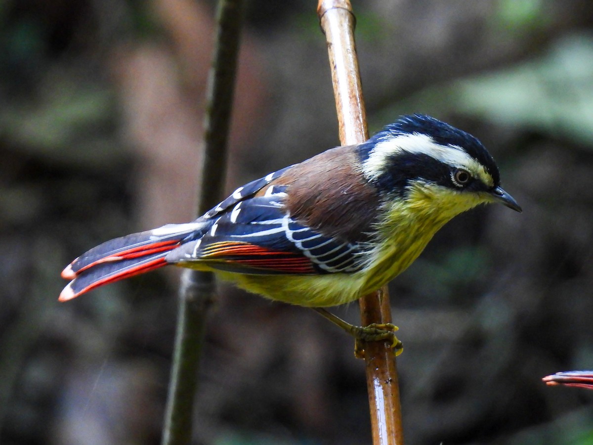 Red-tailed Minla - ML628763795