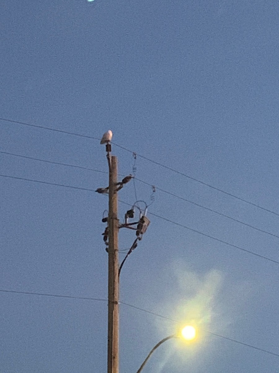 Snowy Owl - ML628763864