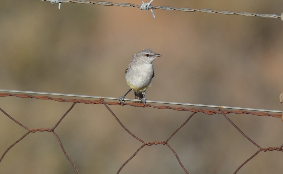 Yellow-bellied Eremomela - ML628763941