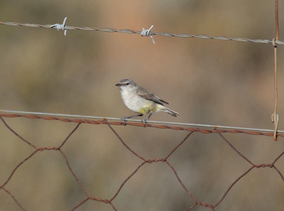 Yellow-bellied Eremomela - ML628763942