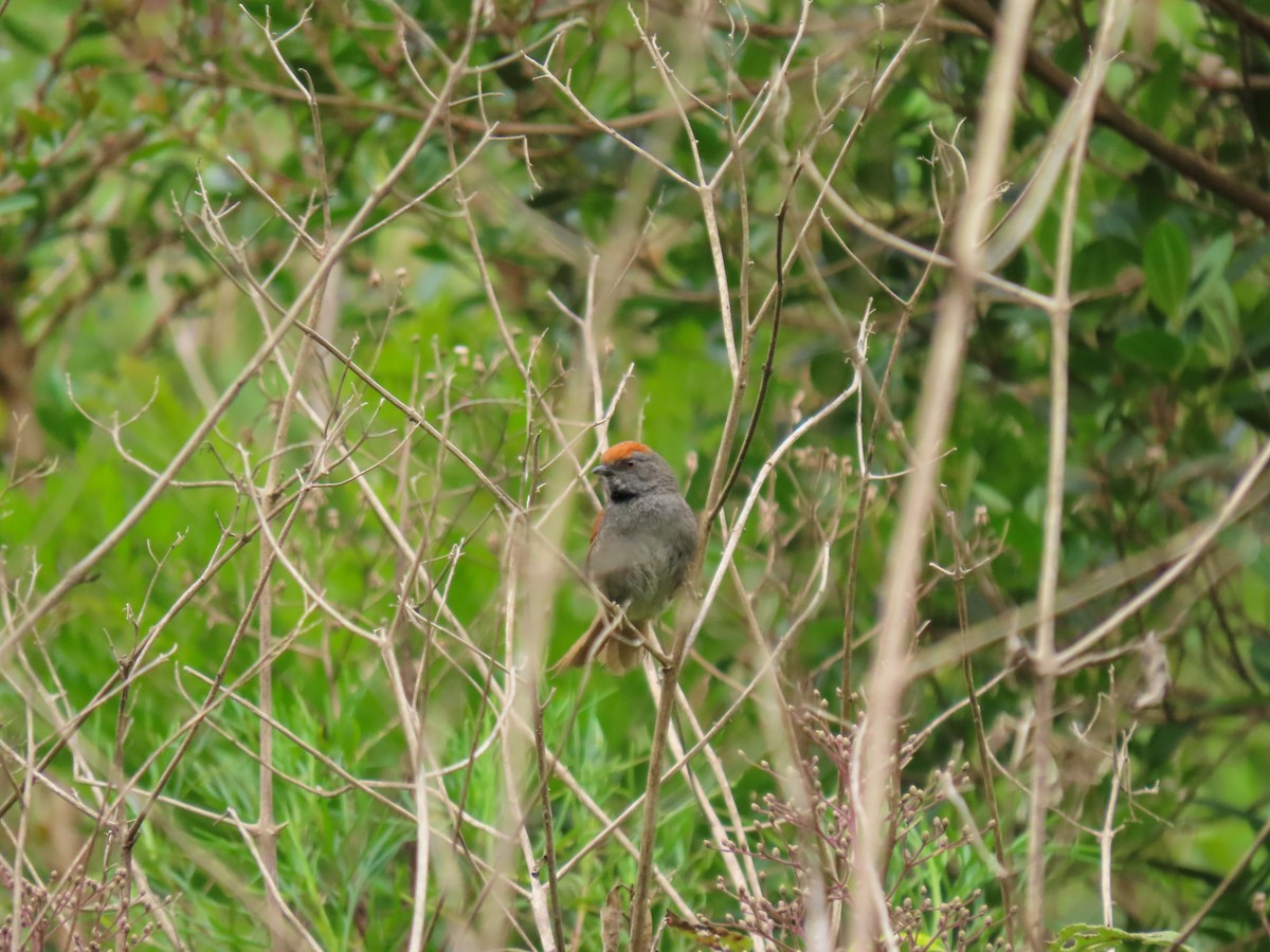 Spix's Spinetail - ML628763994