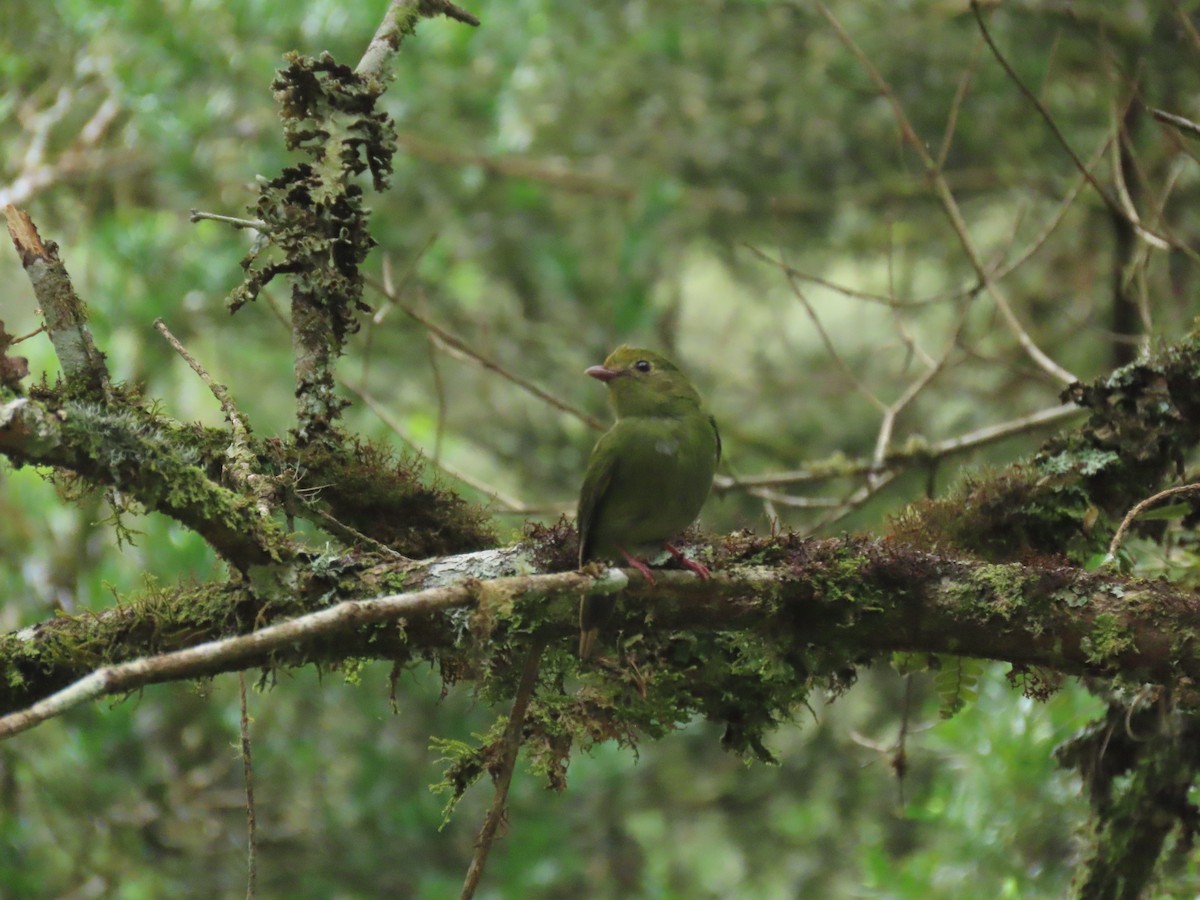 Swallow-tailed Manakin - ML628764016