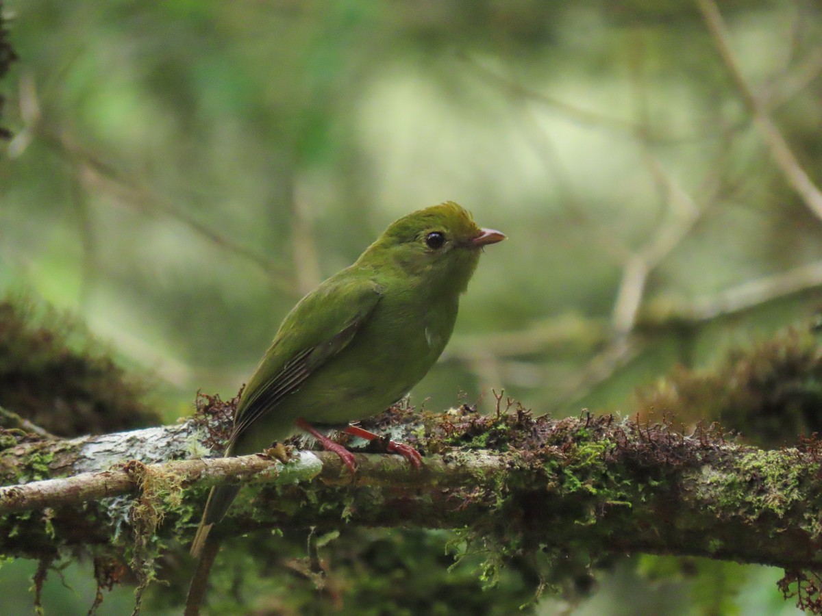 Swallow-tailed Manakin - ML628764017