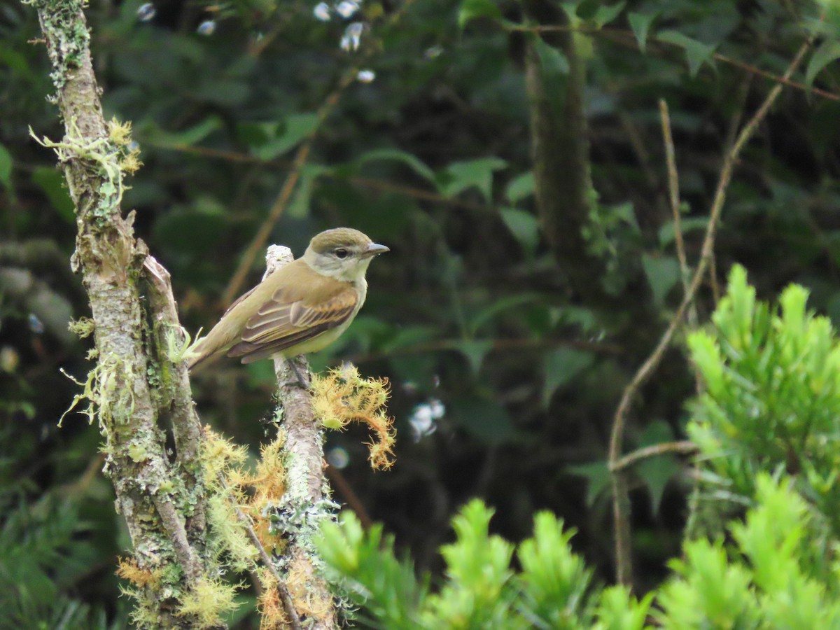 White-winged Becard - ML628764027