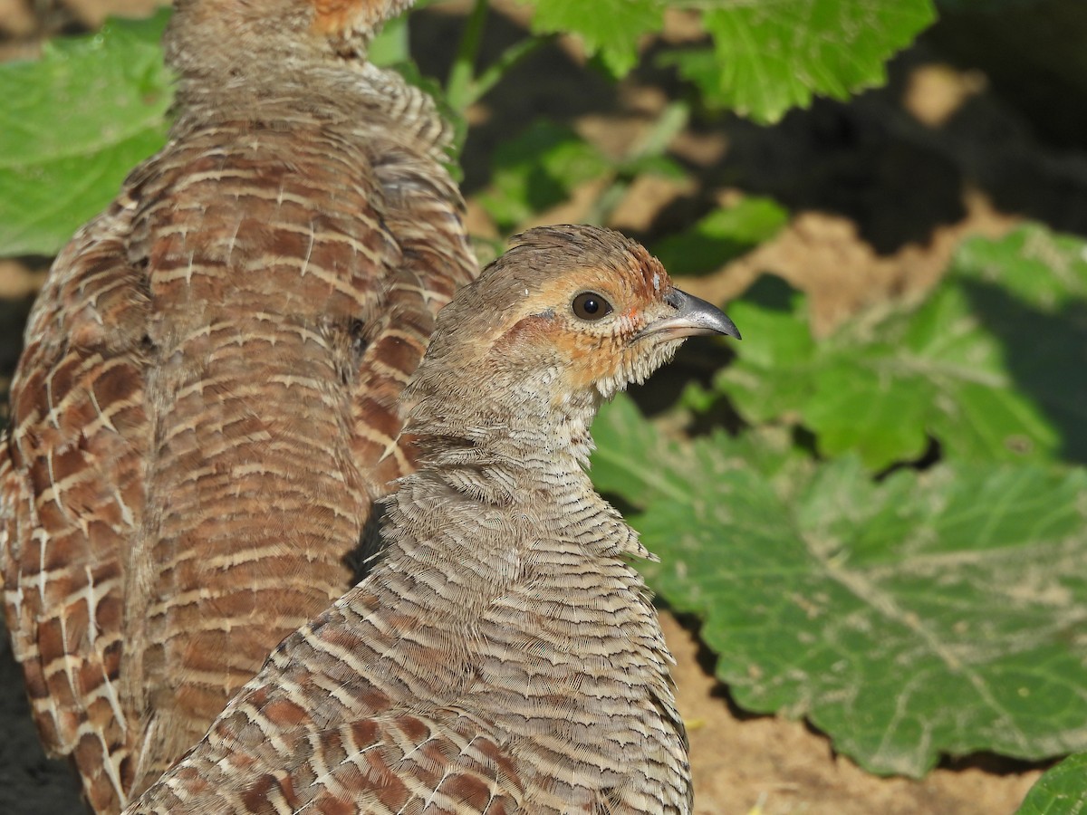 Gray Francolin - ML628764127