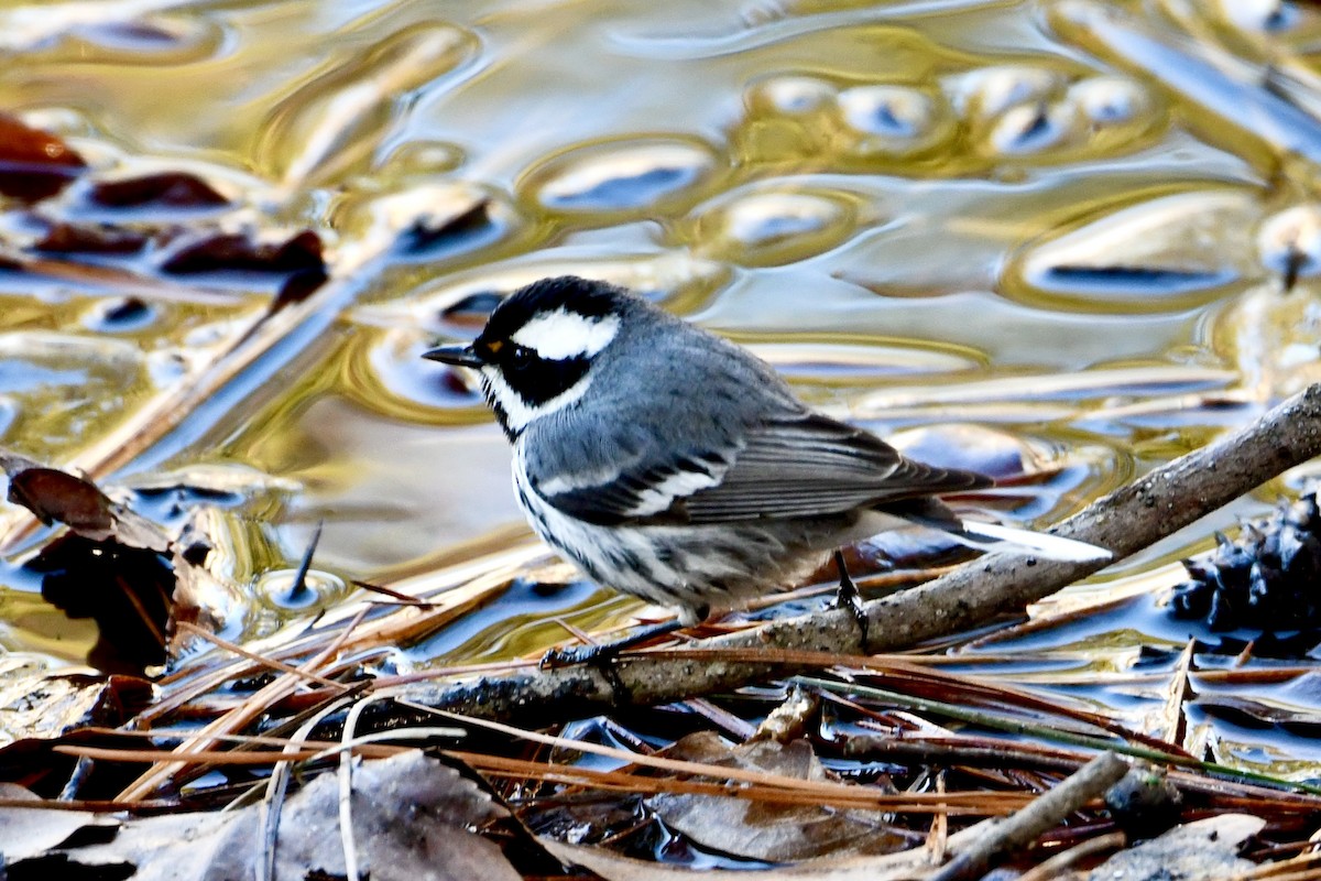 Black-throated Gray Warbler - ML628764128