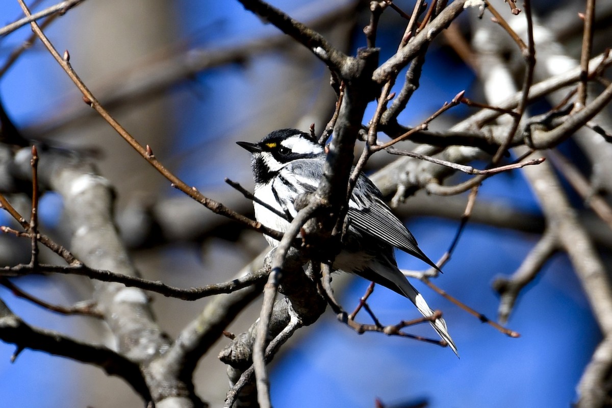Black-throated Gray Warbler - ML628764129