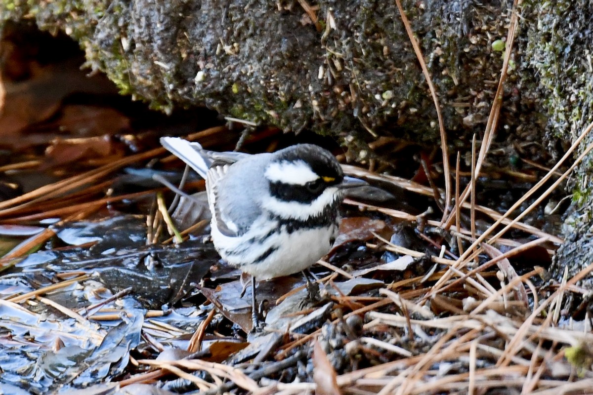 Black-throated Gray Warbler - ML628764130