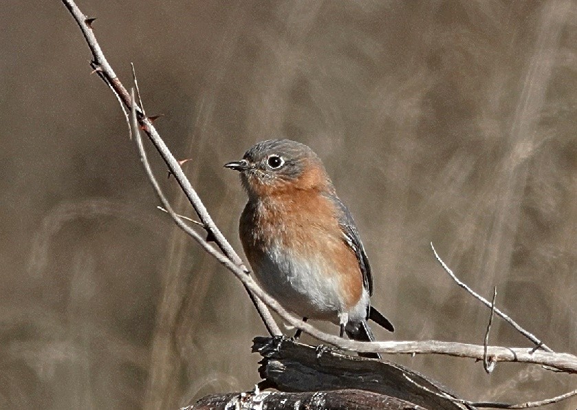 Eastern Bluebird - ML628764212