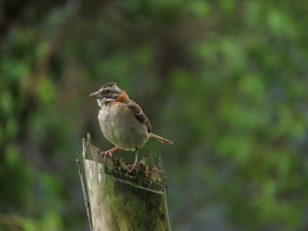 Rufous-collared Sparrow - ML628764440