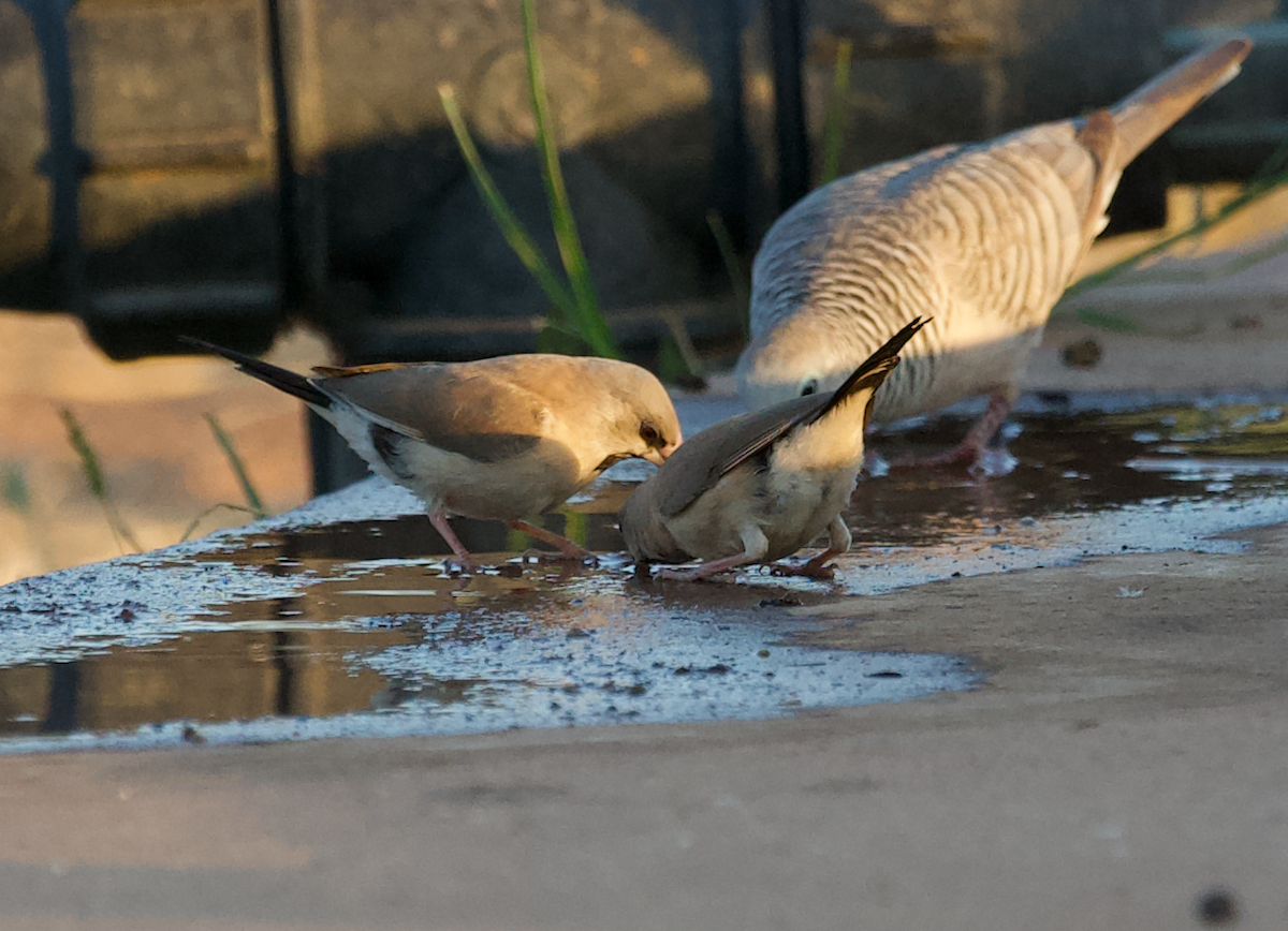 Masked Finch - ML628764465