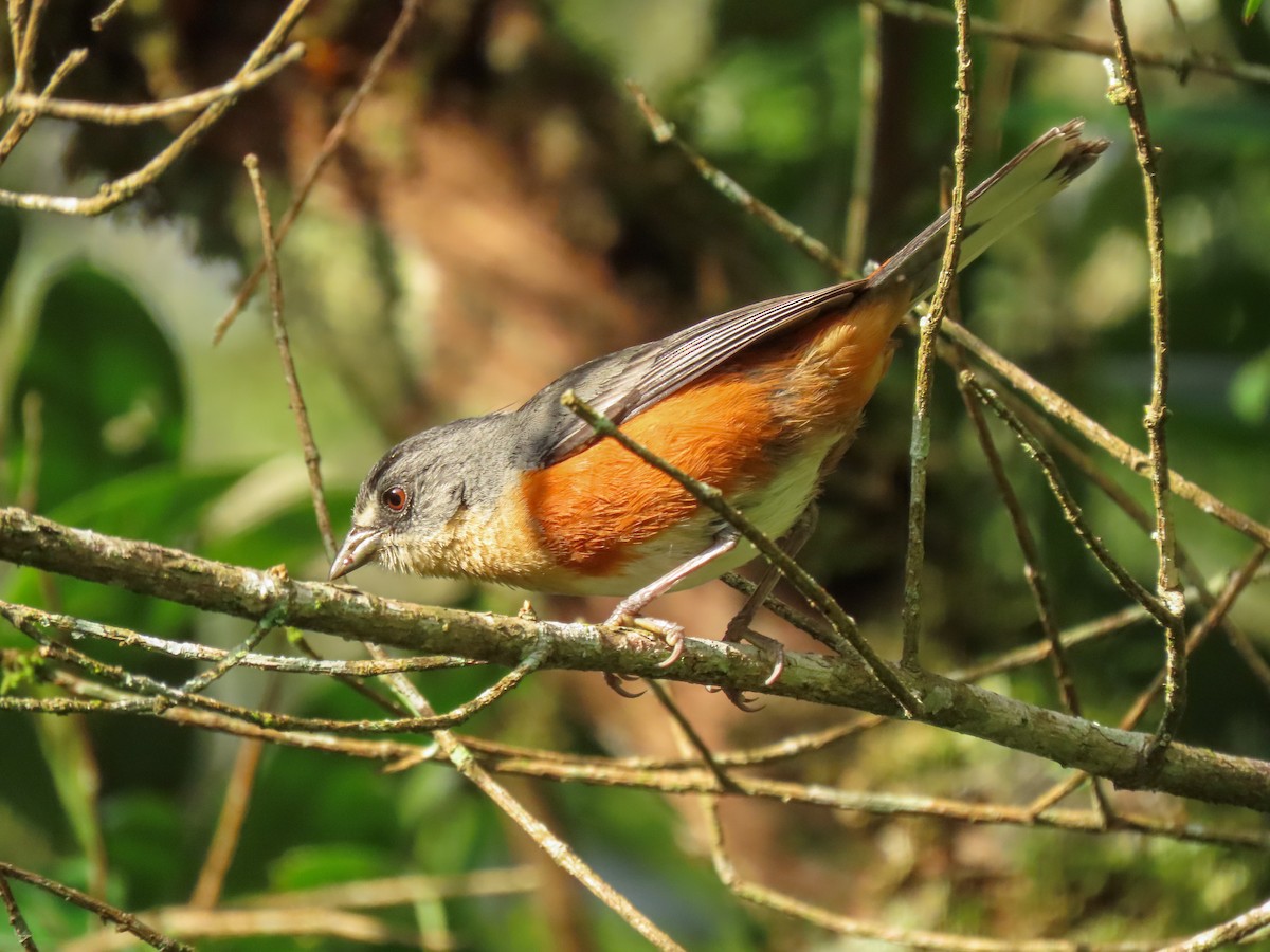 Buff-throated Warbling Finch - ML628764474