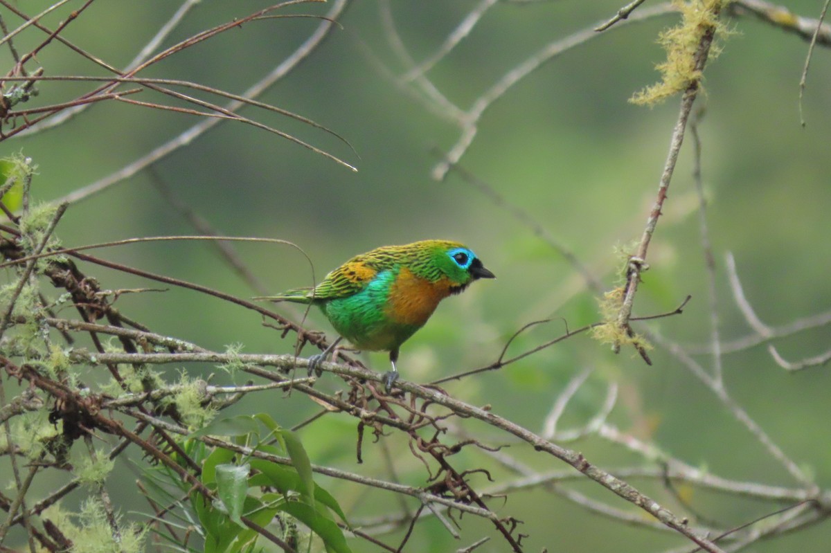 Brassy-breasted Tanager - ML628764514