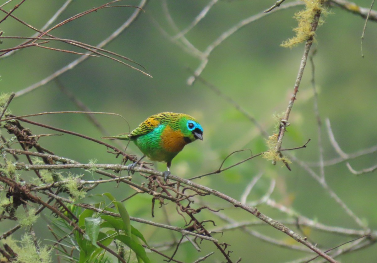 Brassy-breasted Tanager - ML628764515