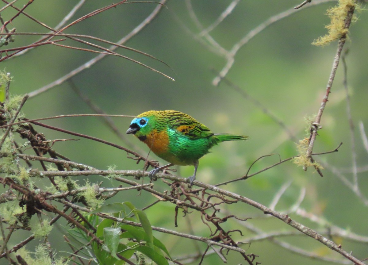 Brassy-breasted Tanager - ML628764516