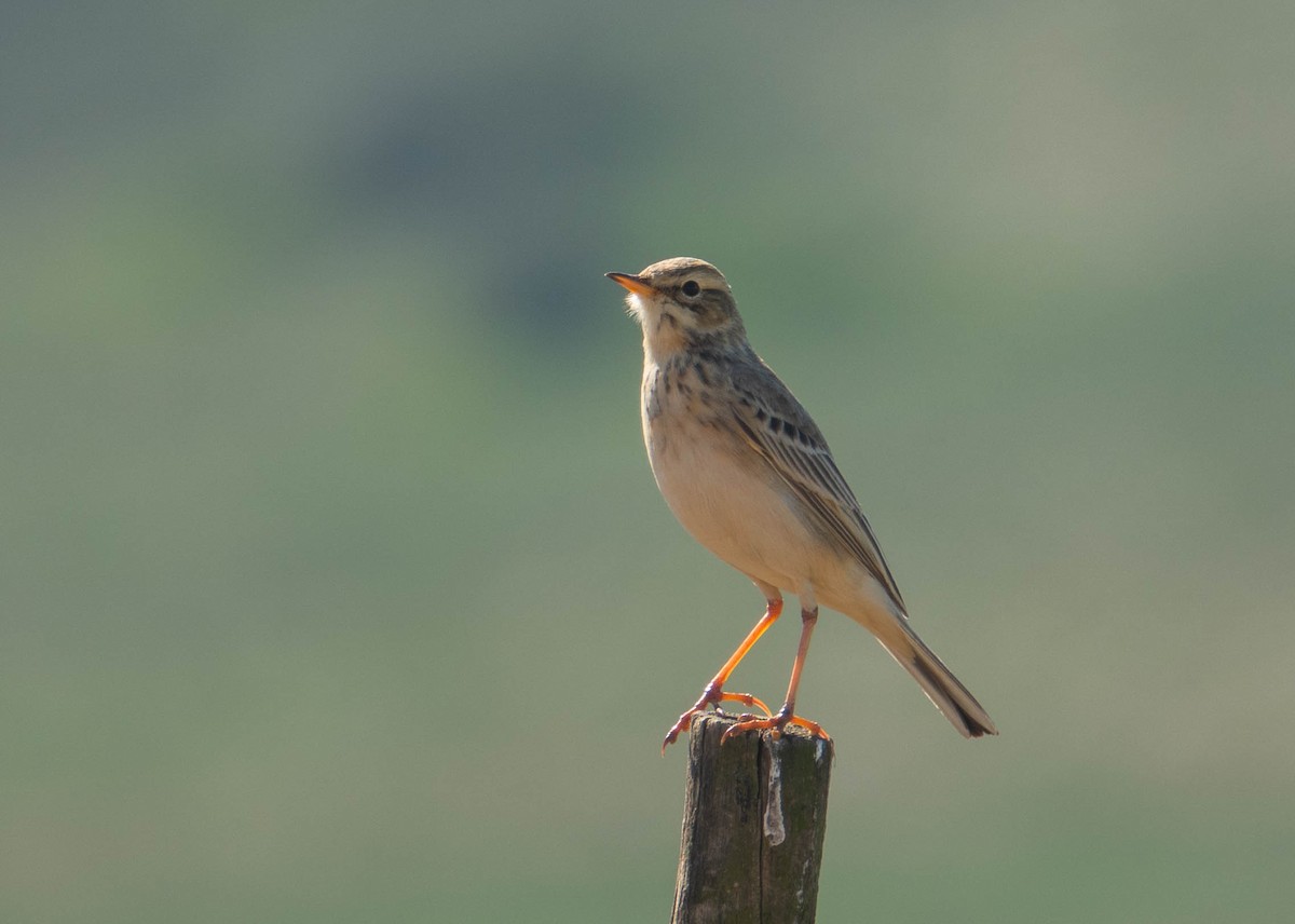 African Pipit - ML628764593