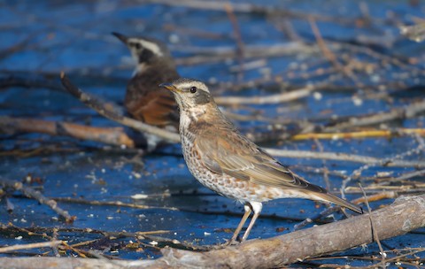 Dusky x Naumann's Thrush (hybrid) - Turdus eunomus x naumanni