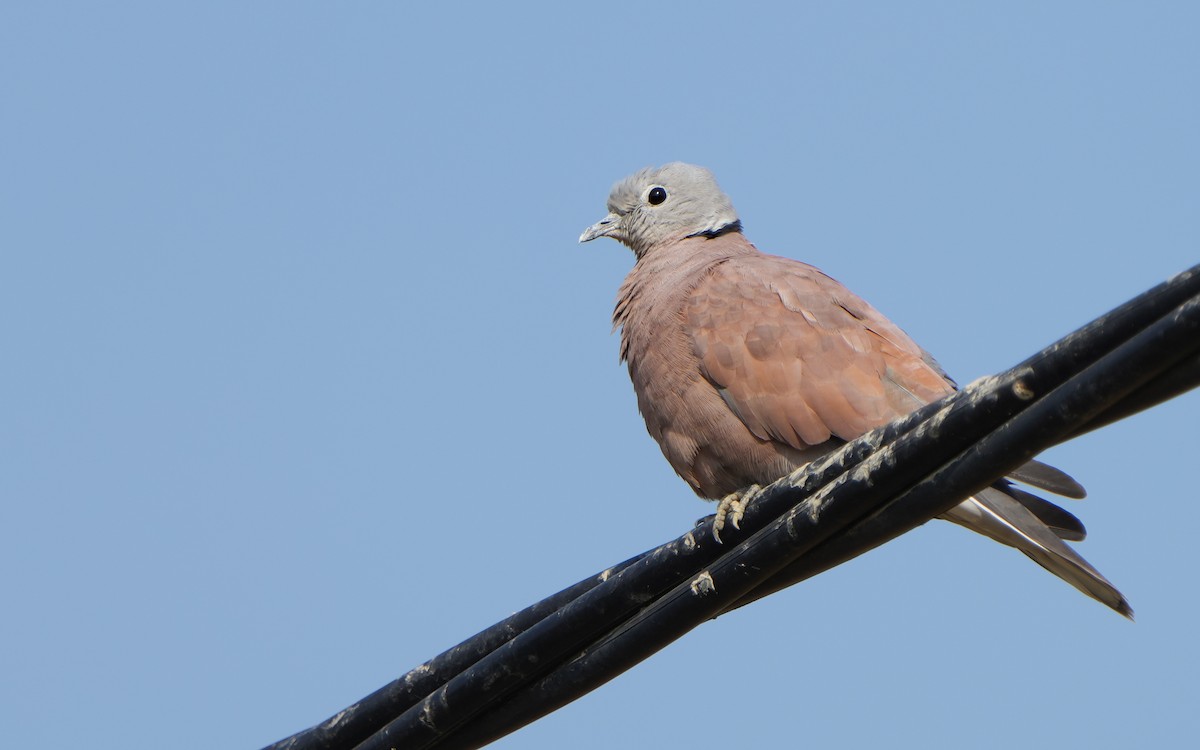 Red Collared-Dove - ML628764783