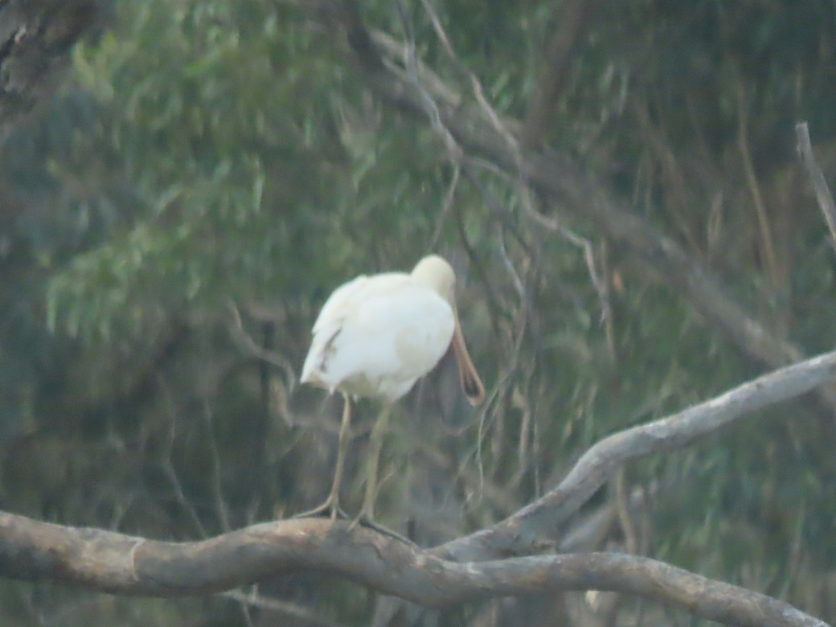 Yellow-billed Spoonbill - ML628764964