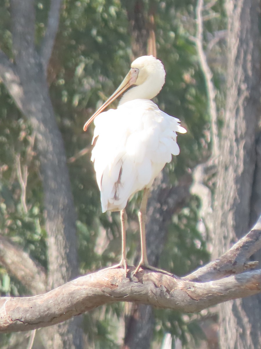Yellow-billed Spoonbill - ML628764982