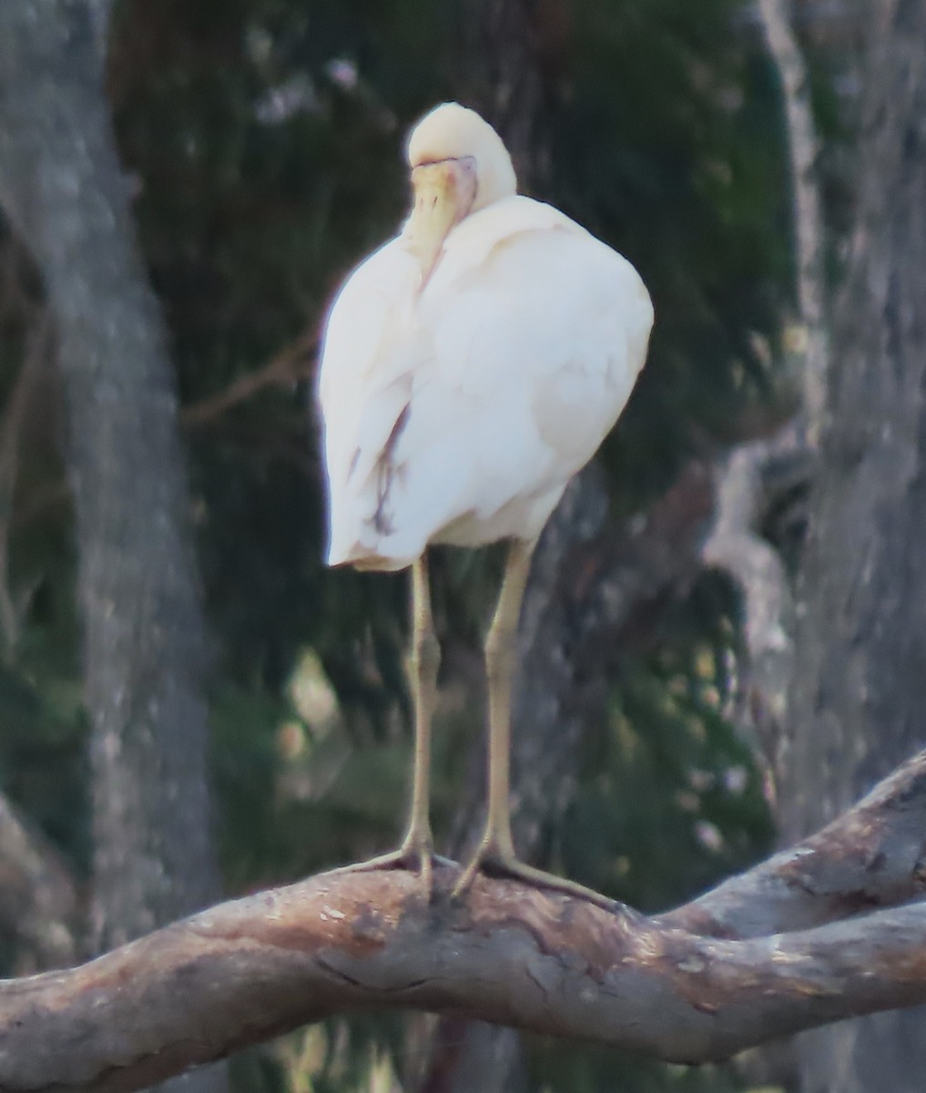 Yellow-billed Spoonbill - ML628764983