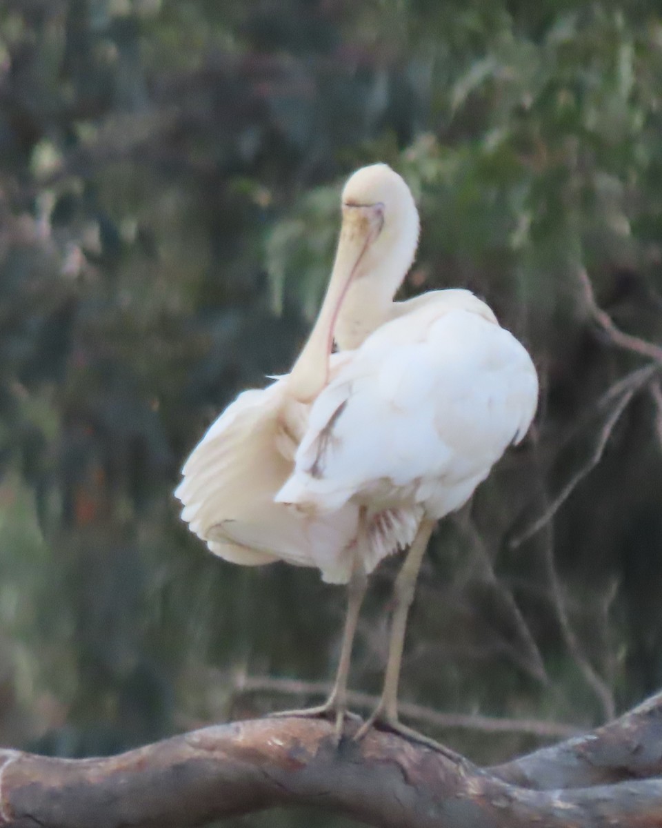 Yellow-billed Spoonbill - ML628764984