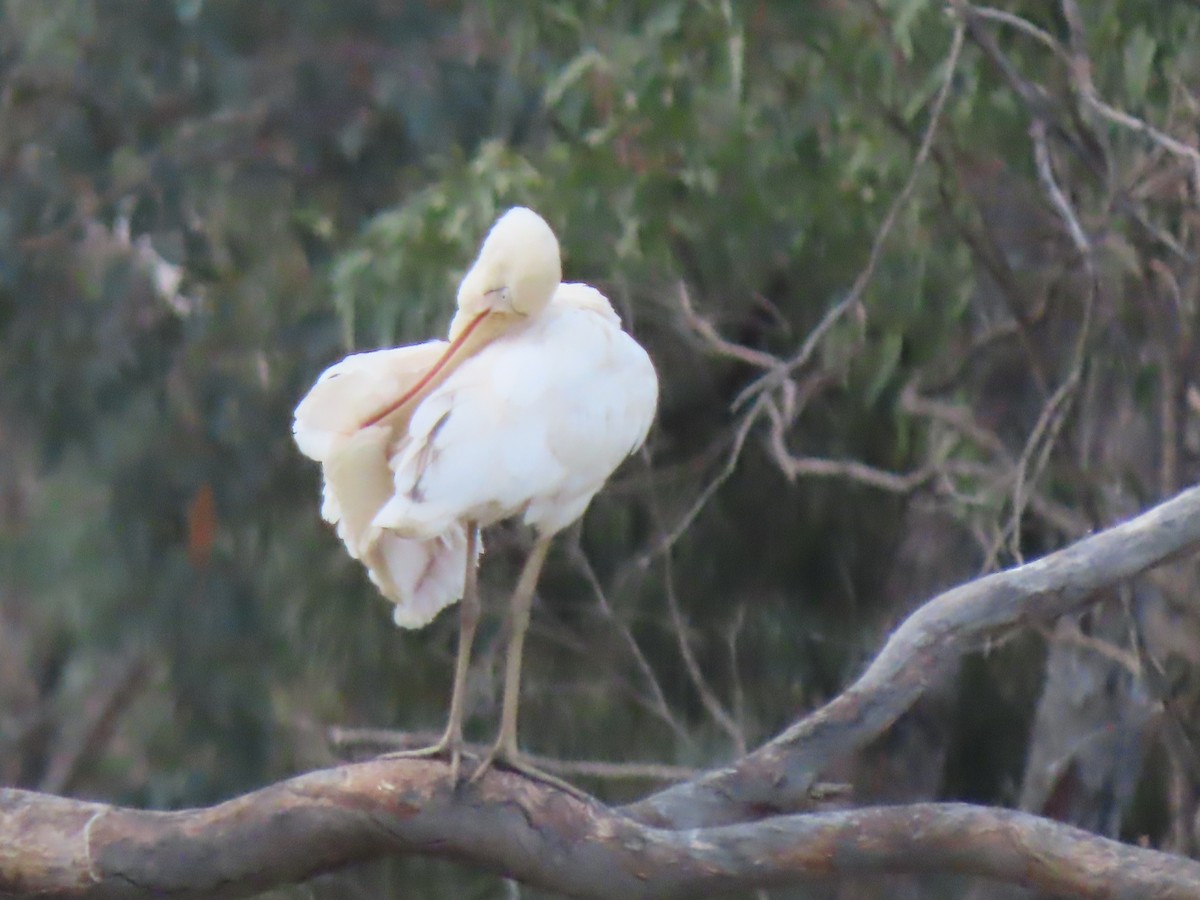Yellow-billed Spoonbill - ML628764985