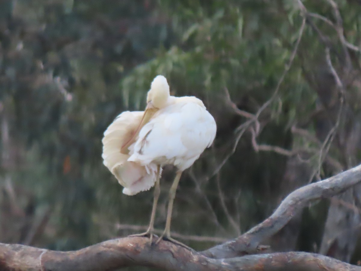Yellow-billed Spoonbill - ML628764986