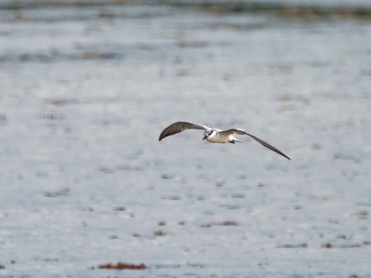 Whiskered Tern - Yasuko Chow