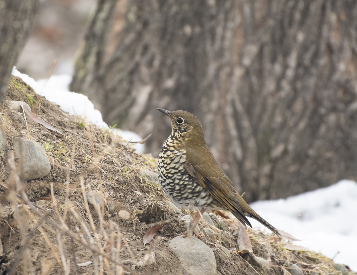 Alpine Thrush - ML628765659