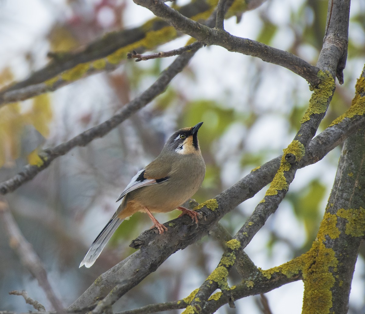 Variegated Laughingthrush - ML628765668