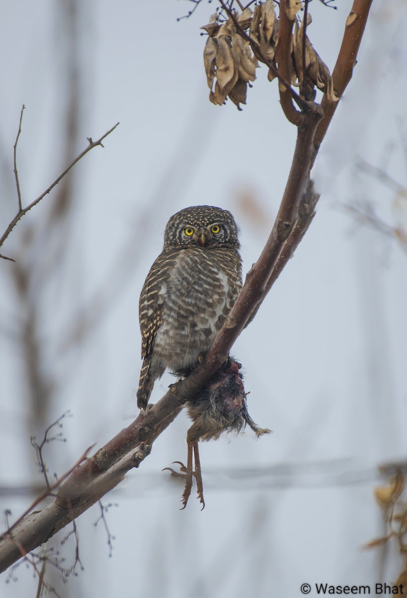 Collared Owlet - ML628765678