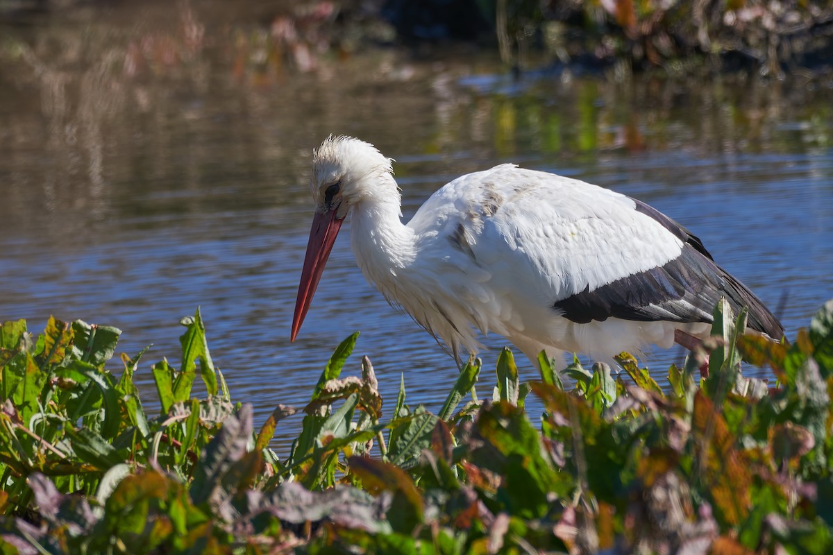 White Stork - ML628766004