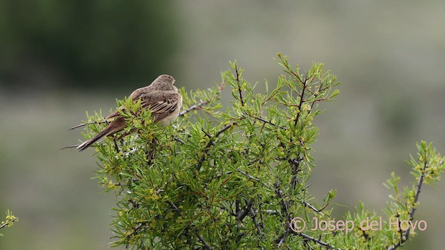 linduška úhorní - ML628766025