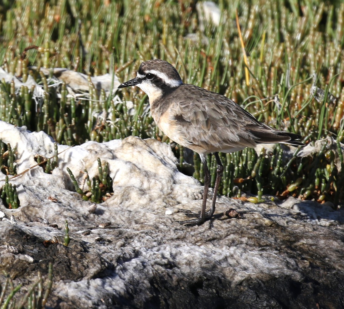 Kittlitz's Plover - ML628766141