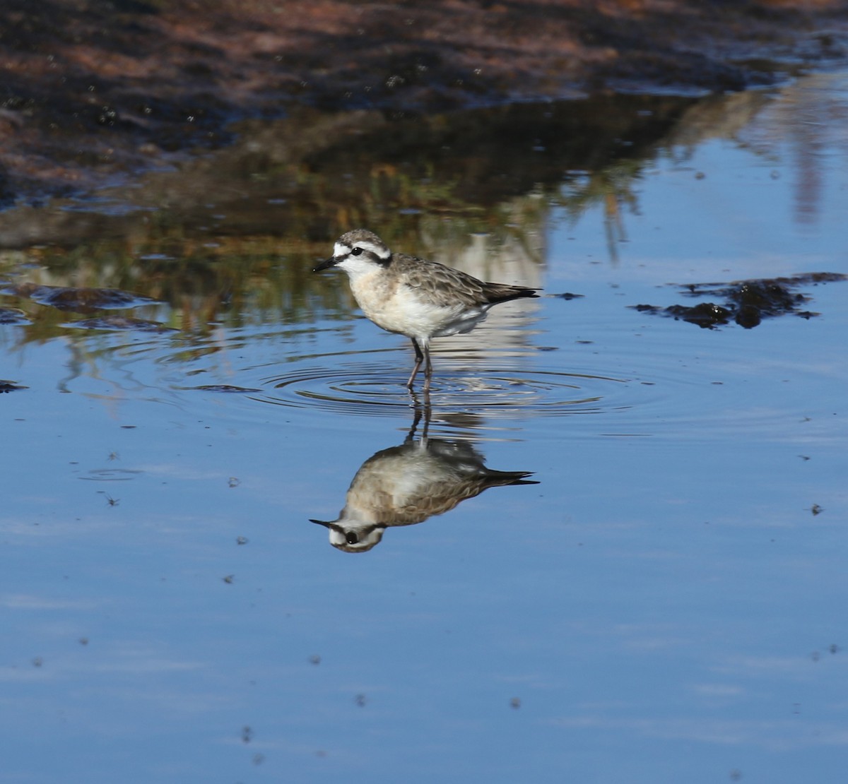 Kittlitz's Plover - ML628766142