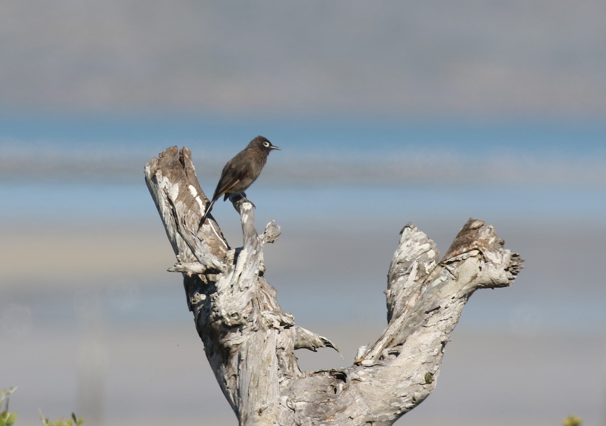 Cape Bulbul - ML628766193